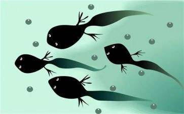 小班小蝌蚪的教案6篇