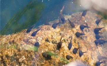 小班小蝌蚪的教案模板6篇