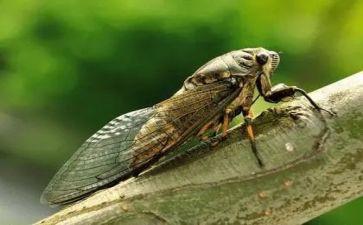 幼儿园小班蝉教案推荐8篇