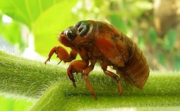 幼儿园小班蝉教案最新5篇