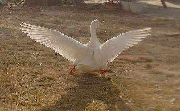 野天鹅读后感精选8篇