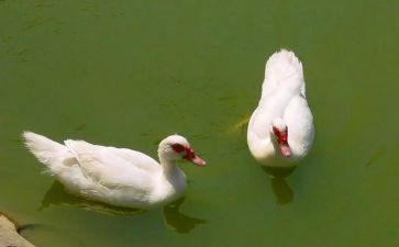 野天鹅读后感参考5篇