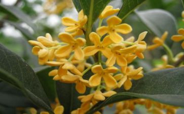 桂花魂作文模板7篇