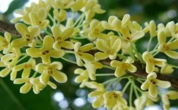 桂花魂作文推荐5篇