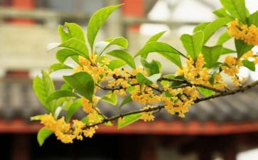 外婆的桂花作文最新8篇