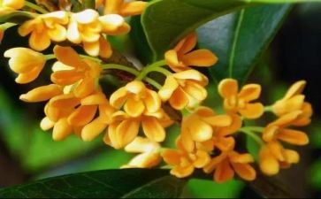 外婆的桂花糕作文7篇