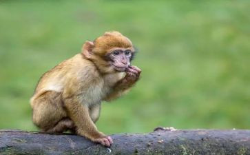 想变成人的猴子读后感5篇