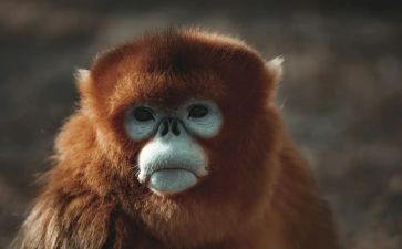 板子猴读后感读后感6篇