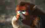 三只小猴子音乐课教案最新6篇