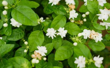 茉莉花音乐课教案5篇