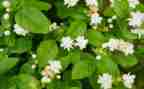 茉莉花音乐课教案5篇