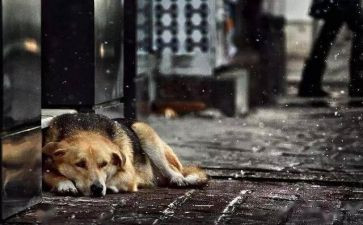 流浪狗的读后感6篇