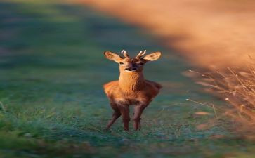 鹿和狼的故事读后感400字5篇