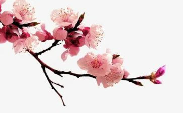 腊梅花读后感600字7篇