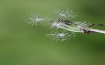蒲公英,作文精选8篇