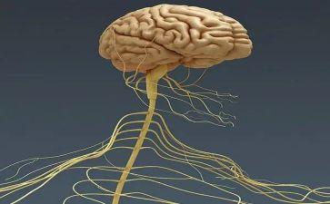 2024年神经内科年终总结优质5篇