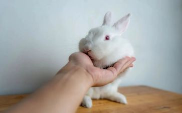 兔子爷的读后感优质6篇