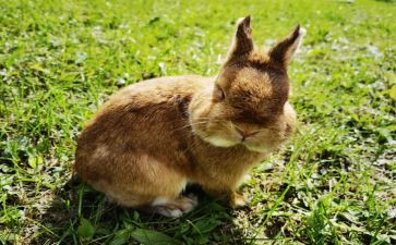 兔子坡教案通用8篇