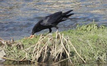 乌鸦喝水,读后感7篇