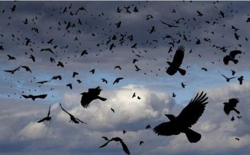 大班科学课乌鸦喝水教案7篇