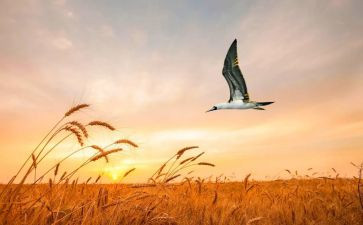 一只想飞的猪读后感8篇