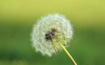 骆驼的祥子的读后感500字6篇