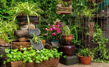 我家的小院子作文600字6篇